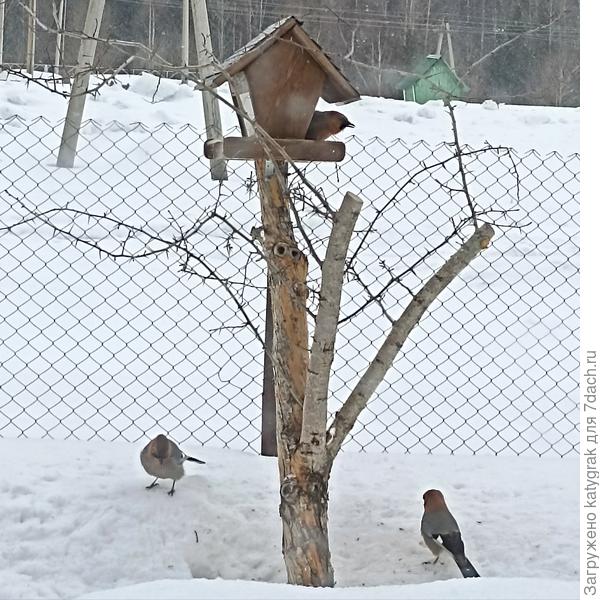 Банда соек🙂