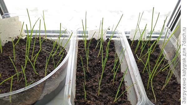 Вчера все подстригла и рассадила посвободнее.