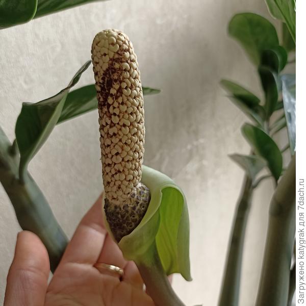 Цветок замиокулькаса