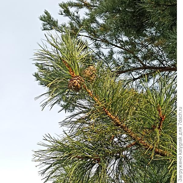 Всех с праздником!!!🌰🥜🥥 Кедровый орех же тоже в приметах участвует? Сделаю сегодня веничек в баню из кедровой сосны🙂 В этом сезоне, посадила на участке манчжурский орех, но его на веники пока рано - всего-то один стволик.
