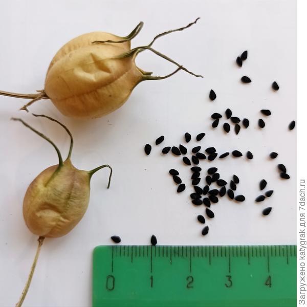 Нигелла Дамасская