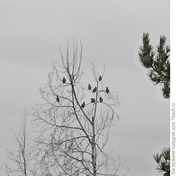Свиристели на сохранённой березке (вид с дивана😁)