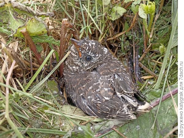 Сначала он прикинулся камнем