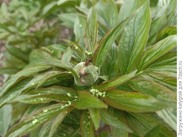 Бутон пиона