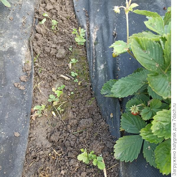 Самосев земляники