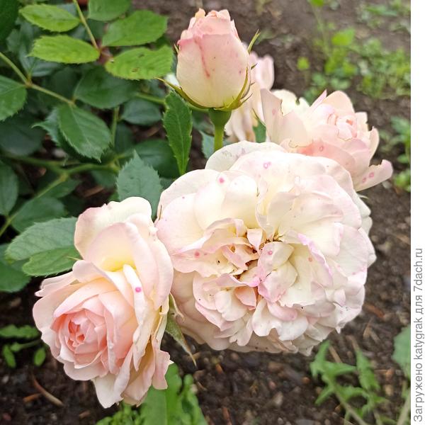 Роза &quot;Пастелла&quot;