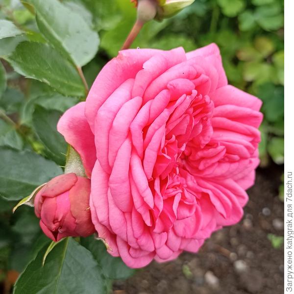 Роза &quot;Эшли&quot;