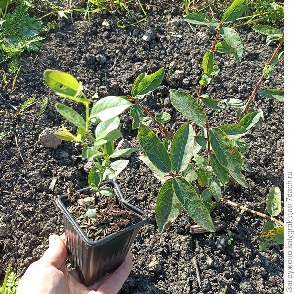 Саженец рядом с кустиком жимолости. Различия очевидны.