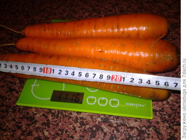 Вес моркови
