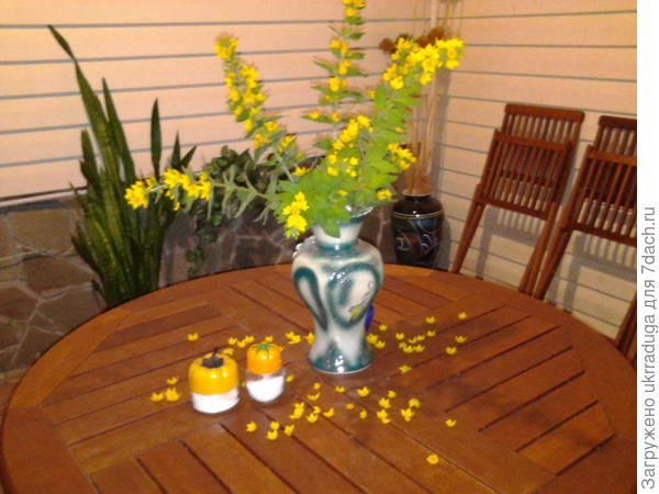 цветок у меня давно а в срезку поставила только в этом году- понравилось,весёлый букет.