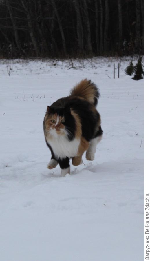 Вот это наш &quot;конь&quot;, обскакивающий наши просторы. Наш любимый Пятыш.-))