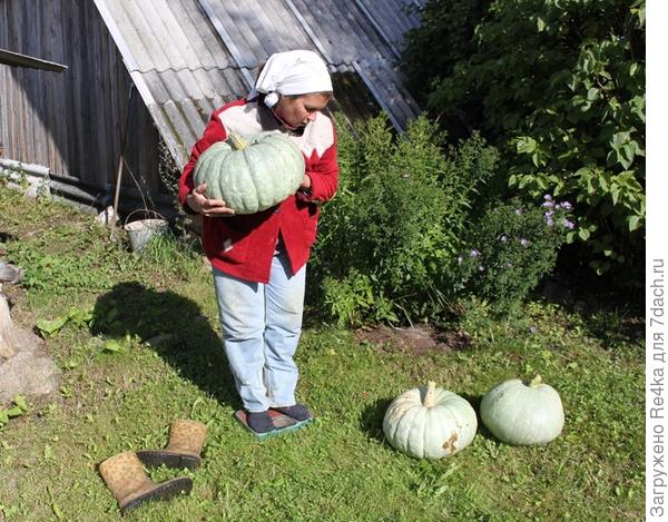 Взвешиваю тыкву.