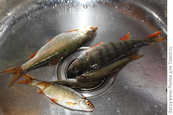 Совсем немного рыбки.