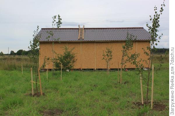 Сливовые деревца в молодом саду.
