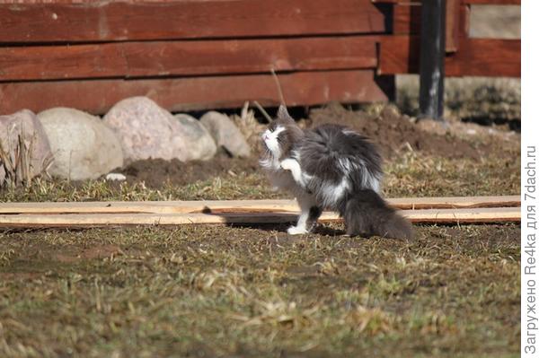 Почесунчики на ходу