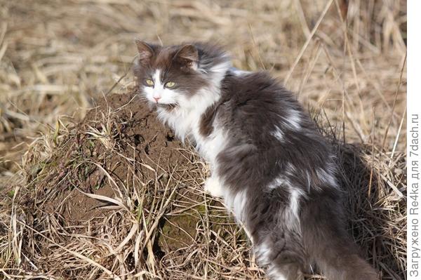 Маленькая Сарка.