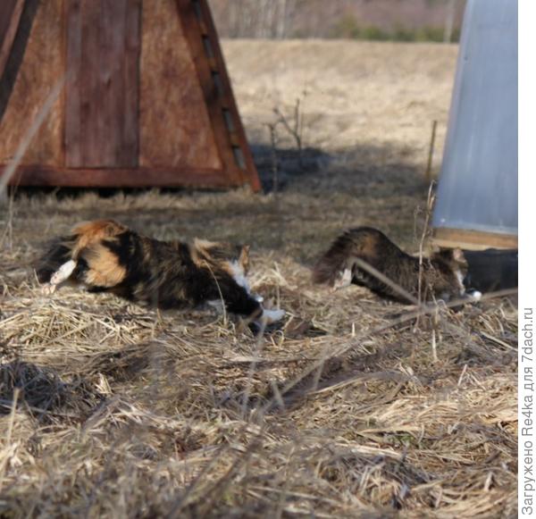 Бег на перегонки