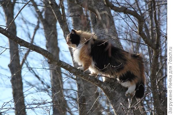 Лазание по деревьям
