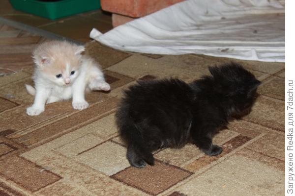 Абрикос и Ёжка