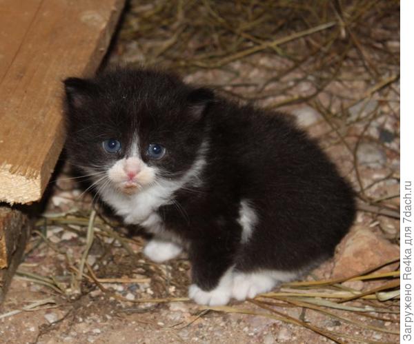 Вселенская грусть