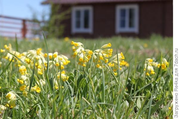 Поляна первоцвета лекарственного на участке.