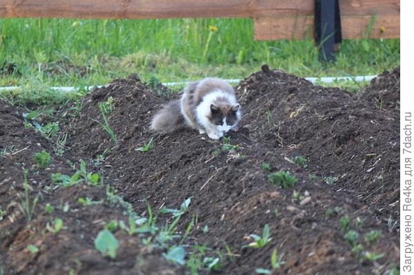 Хулиганьё на огороде. Опустила голову, когда её начали ругать.