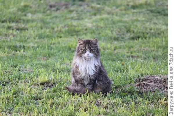 Строгая, но мудрая мамаша - пенсионерка.