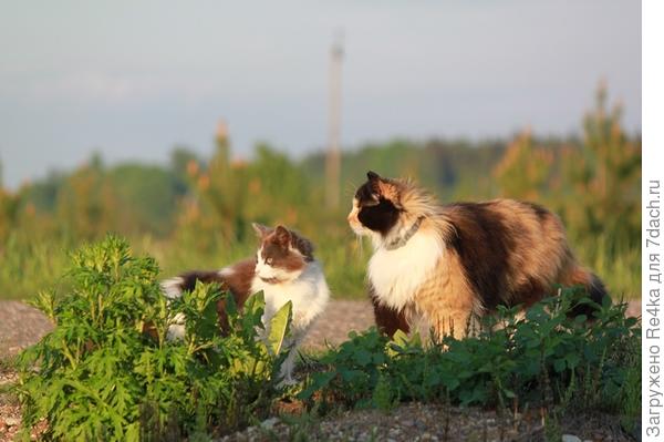 Две сестры смотрят всегда в одном направлении.
