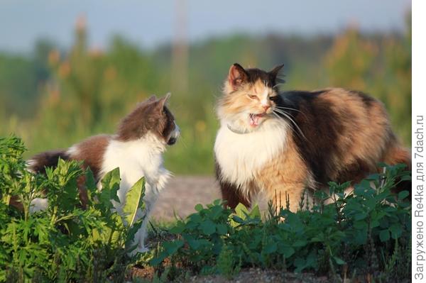Когда старшие говорят, нужно слушать.