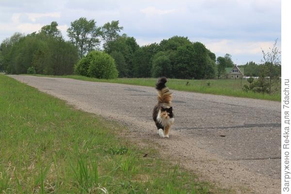 Возвращение домой.