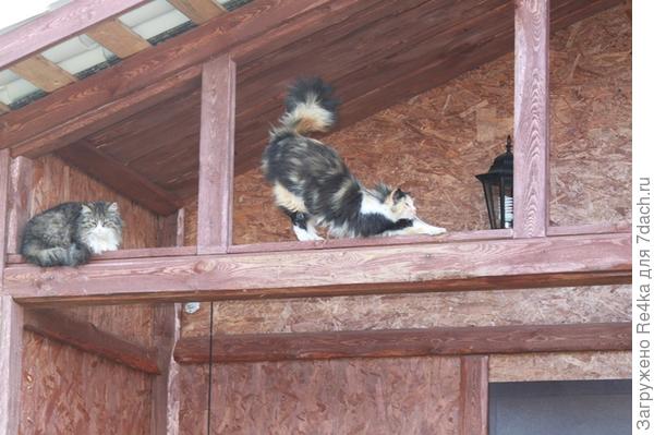 Эквилибристка.