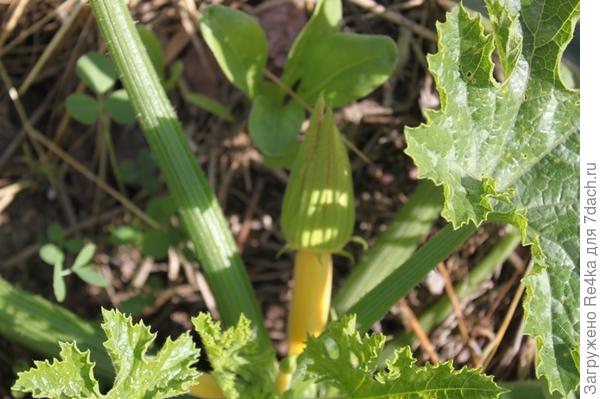 Но, может быть кабачок и обгонит огурец.