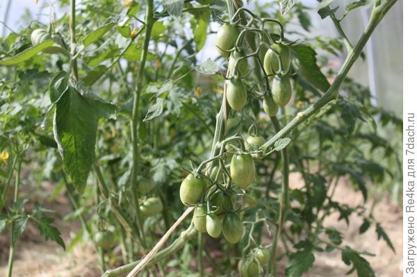 Помидорки в теплице