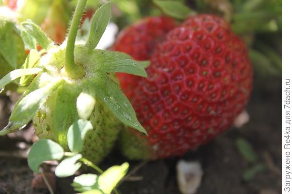 Вчера съели первые четыре ягодки.-))