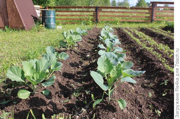 Капуста ещё не завязывается