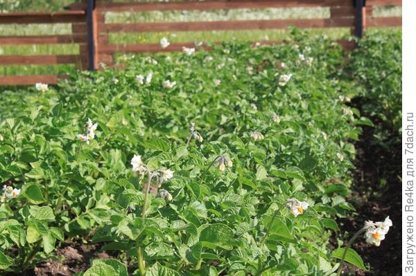 За то картошка цветёт