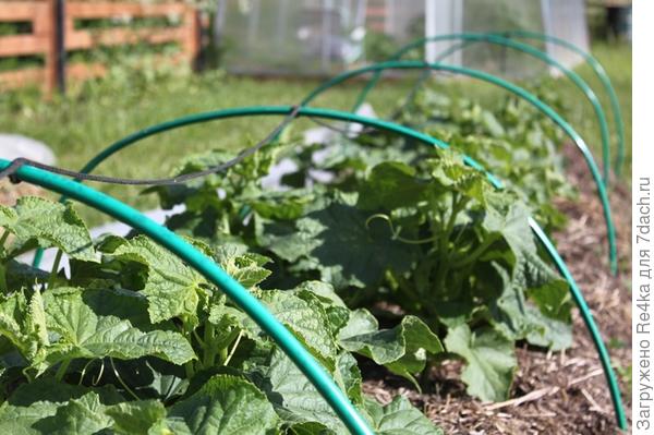 Огурцы на тёплой грядке очень довольны.