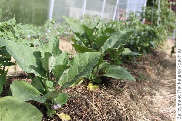 Баклажаны зацвели