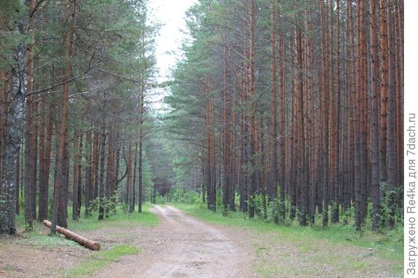 ...протекает в низине красивейшего соснового бора...
