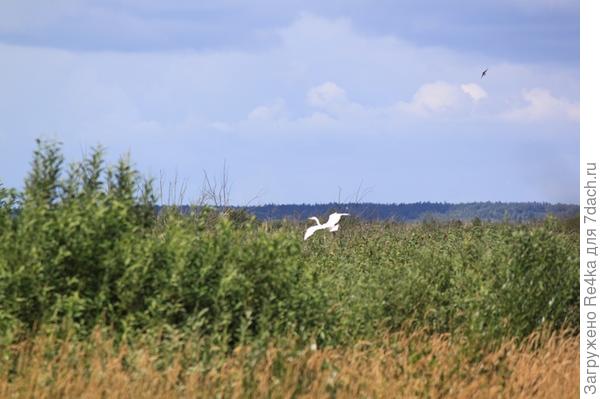 Цапли.
