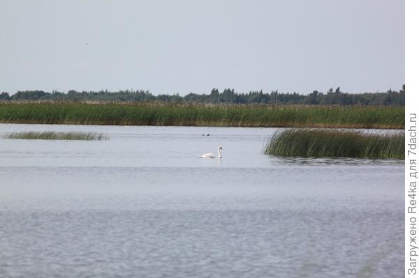 Лебеди.