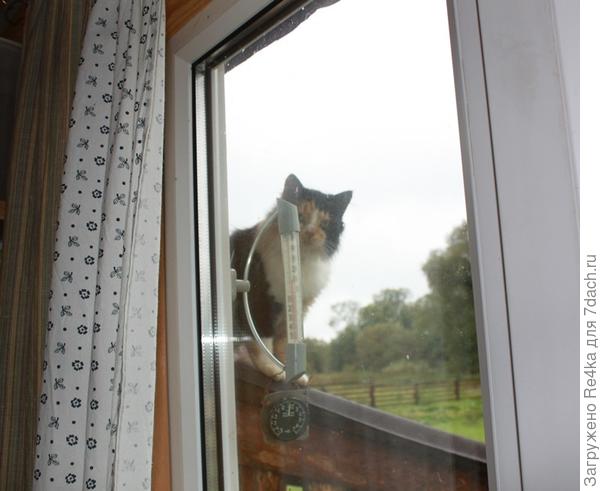Кошка