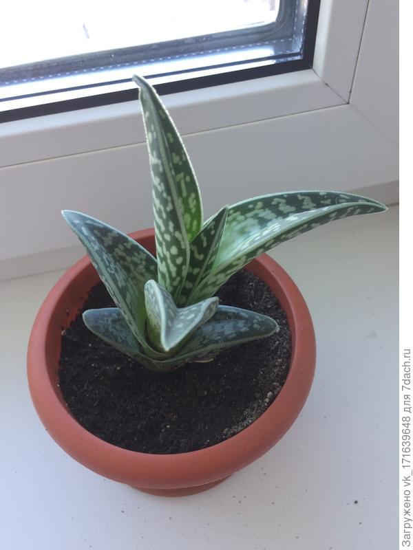 Как его звать?