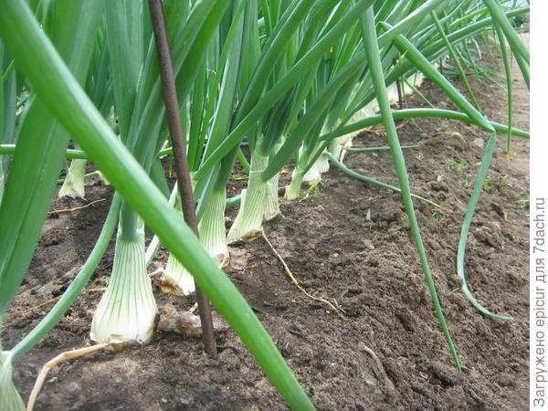 Середина июня.