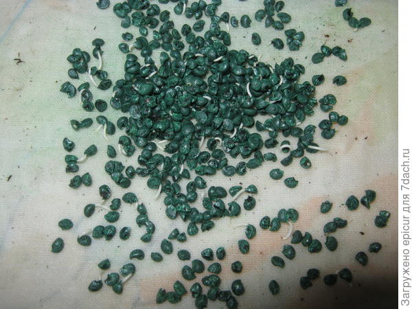 Подготовка семян