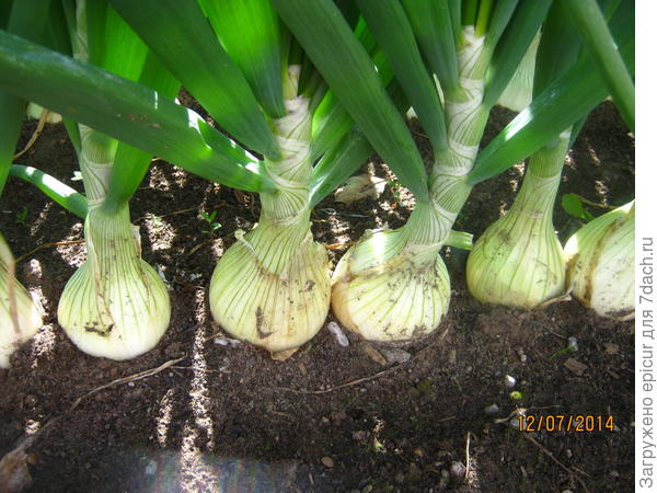 Середина июля.