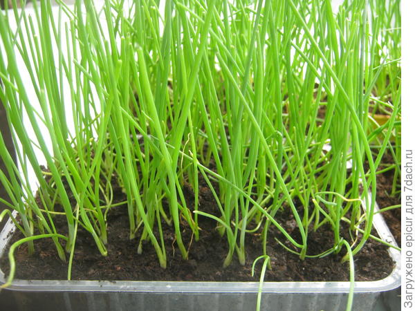 Рассада готова к посадке - конец апреля.