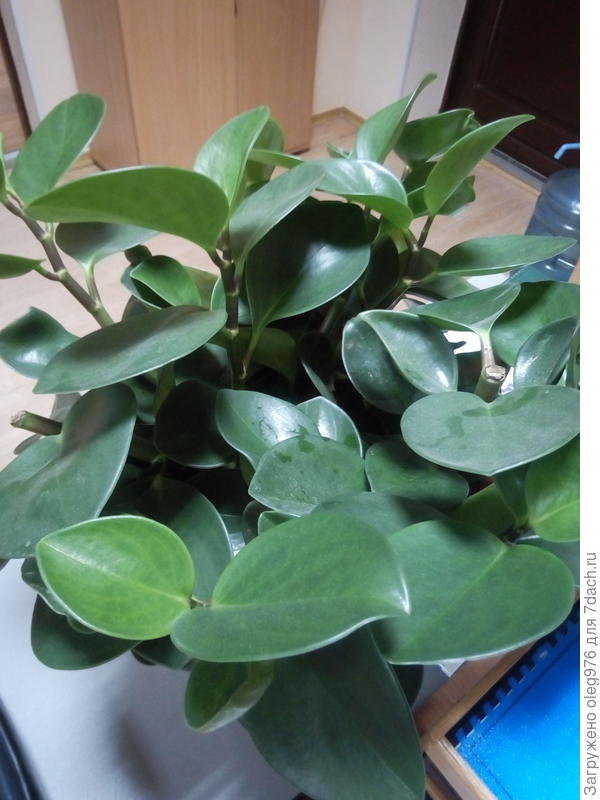 Что за цветок?