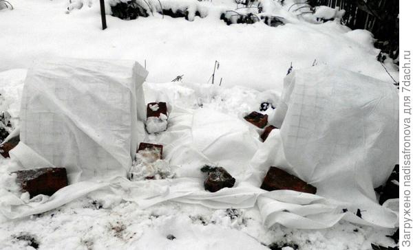 укрытие роз