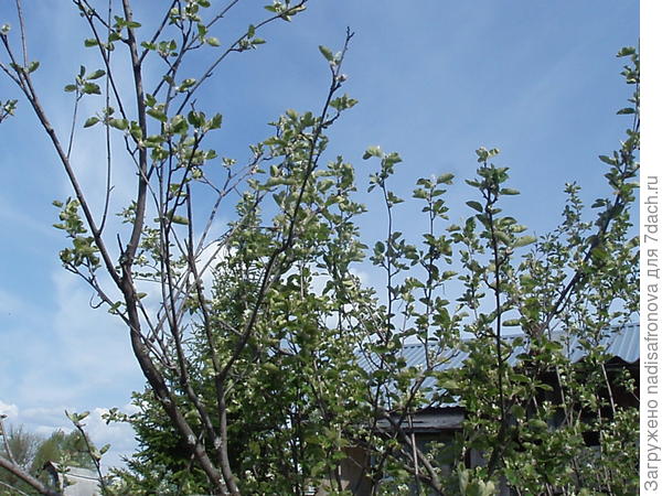 верхние ветки